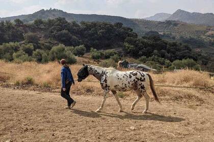Volunteer mit einem Pferd