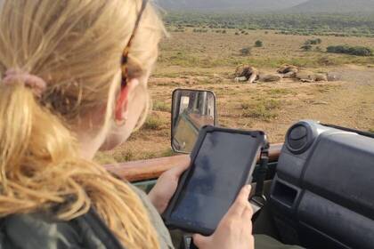 Volunteers beobachten zwei Löwen
