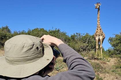 Volunteer fotografiert eine Giraffe 
