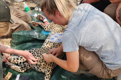 Medizinische Versorgung einer Wildkatze