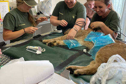 Ärztliche Versorgung Wildkatze 
