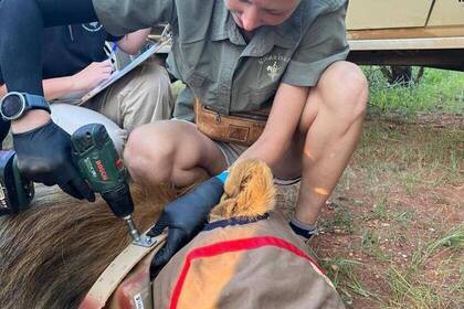 Arbeit im Projekt mit einem Löwen