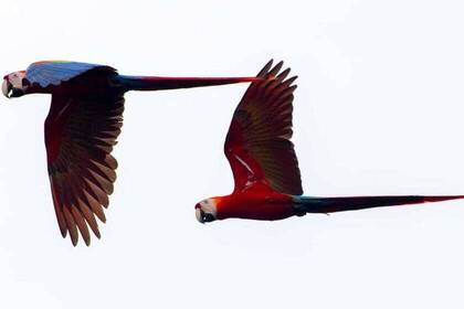 Papagei in Costa Rica