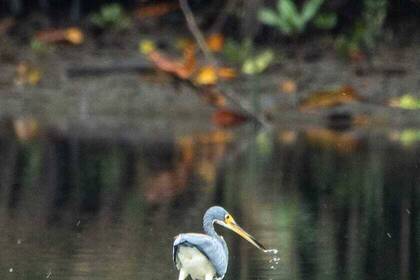 Costa Rica Vogel im Wasser