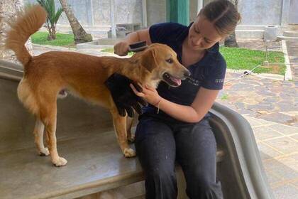 Volunteer kümmert sich um einen Hund 