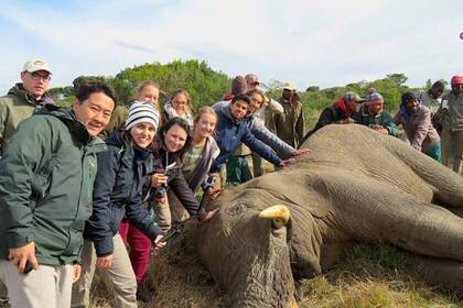 Volunteers schützen Elefanten in Südafrika