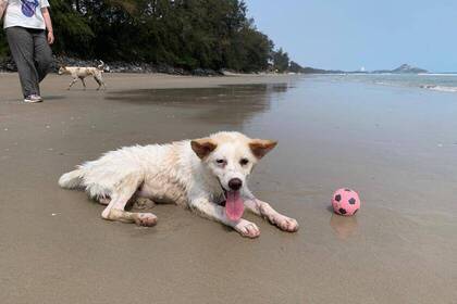 Hund spielt am Strand 