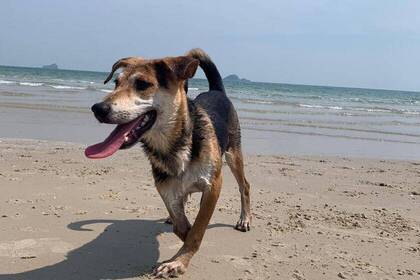 Hund am Strand