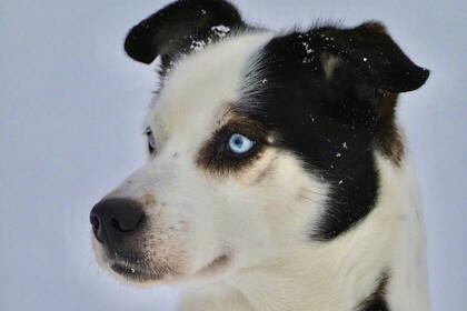 Husky im Schnee
