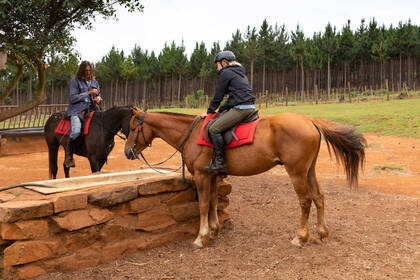 Volunteer auf der Pferdefarm in Südafrika