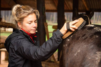 Pferd bürsten bei der Freiwilligenarbeit auf der Pferdefarm