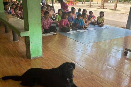 Schüler beim Tierschutz in Thailand
