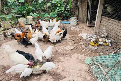 Hühnerstall auf der Farm in Vietnam