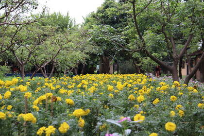 Feld auf der Farm in Vietnam