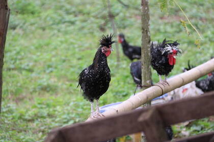 Hühner auf der Farm in Hanoi