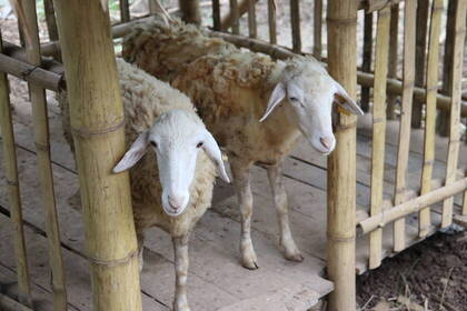 Schafe auf der Farm in Vietnam