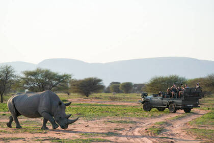 Beobachtung eines Nashorns