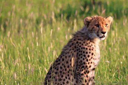 Verschiedene Wildtiere in Südafrika