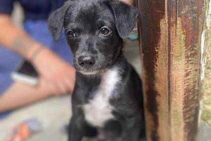 Kleiner Hund im Projekt 