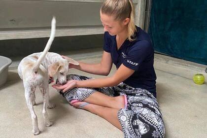 Volunteer kümmert sich um einen Hund 