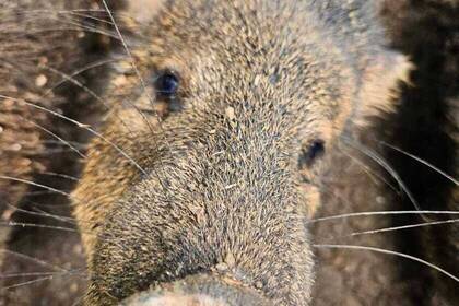 Freiwilligenarbeit im Tierschutzprojekt auf Costa Rica