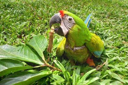 Grüner Papagei im Projekt 