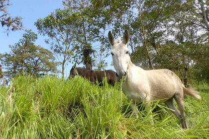 Esel im Bergnebelwald