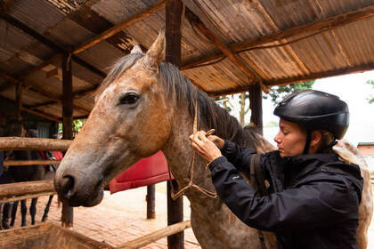 Arbeit im Pferdeprojekt 