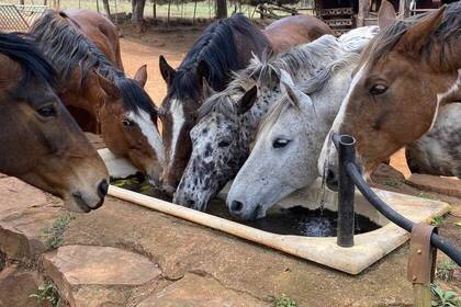 Pferde im Volunteerprojekt in Südafrika 