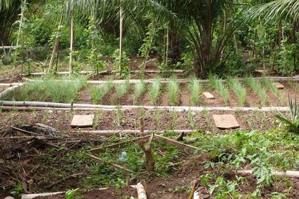 Landwirtschaft Ghana Freiwilligendienst