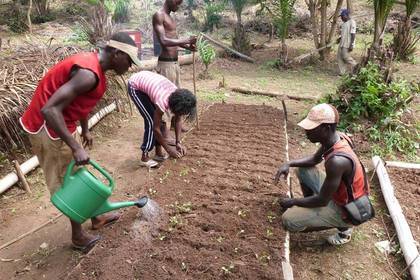 organic farming Ghana Volunteer