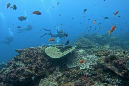 Unterwasserwelt in Südafrika