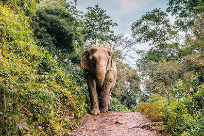Chiang Mai - Elefanten