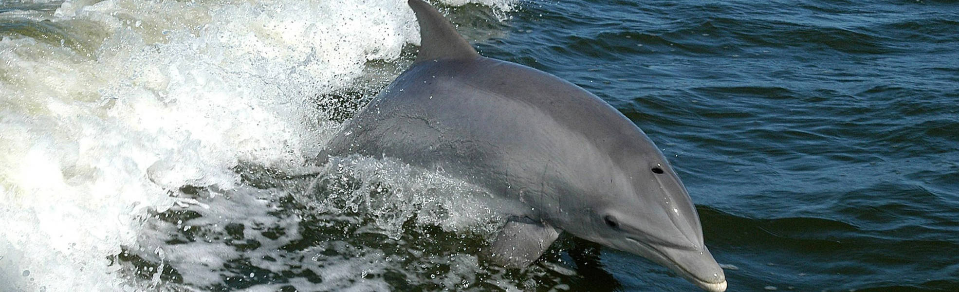 Meerestiere schützen in Südafrika