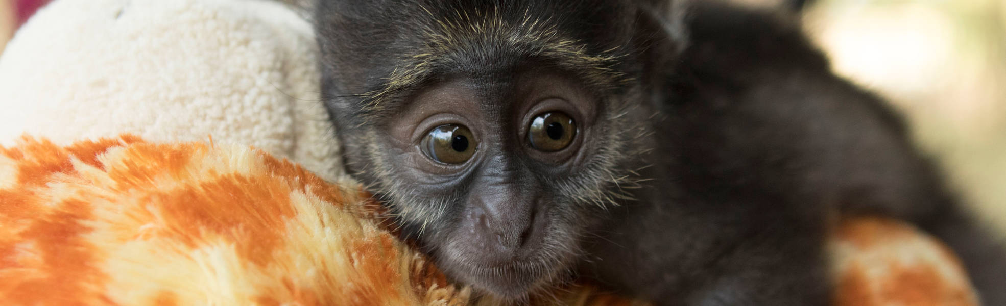 Freiwilligenarbeit mit Affen in Südafrika