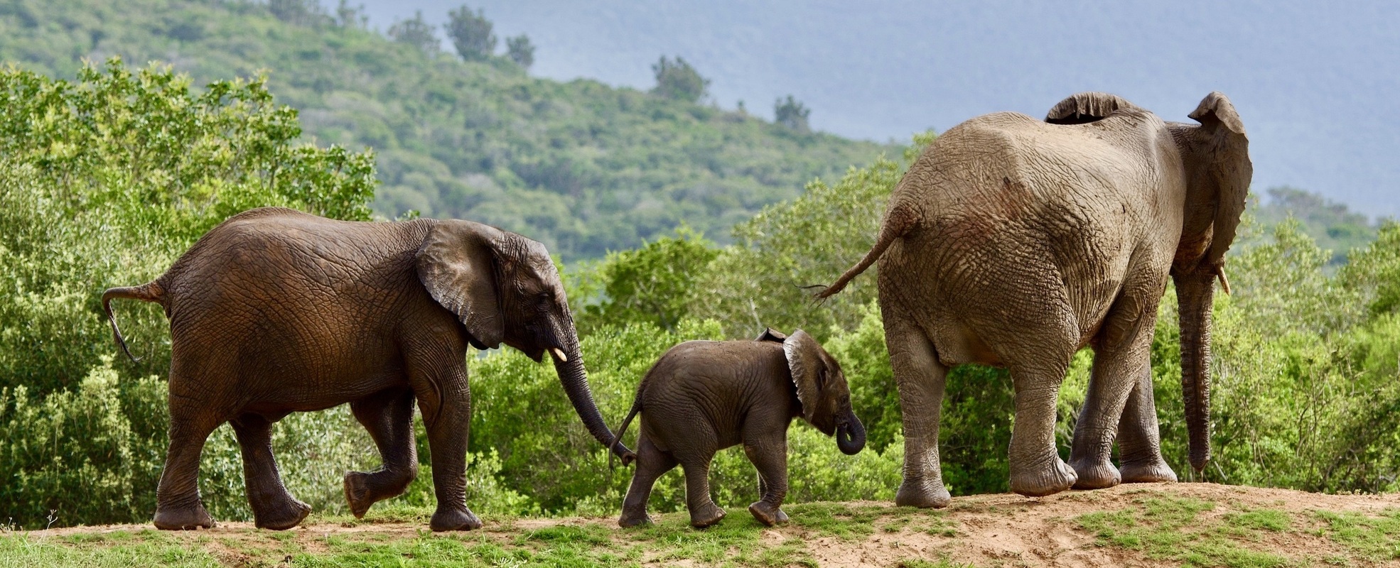 Freiwilligenarbeit im Wildtierreservat in Südafrika