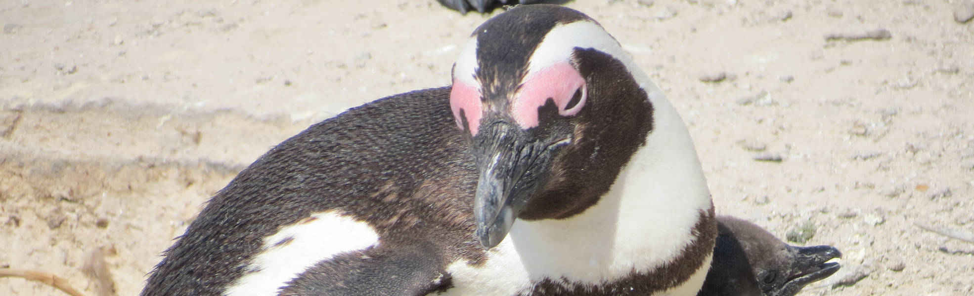 Volunteering at the Penguin Project in South Africa