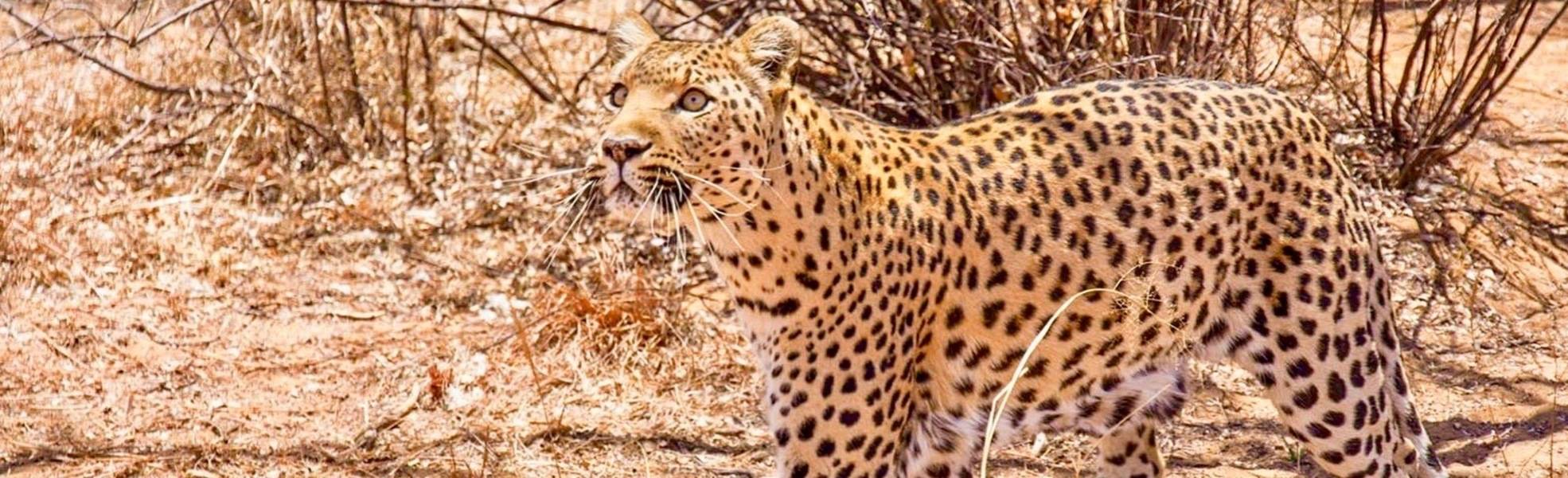 Tierschutz für afrikanische Wildtiere in Namibia