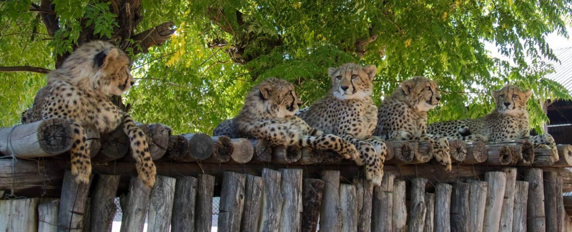 Tierschutz für afrikanische Wildtiere in Namibia