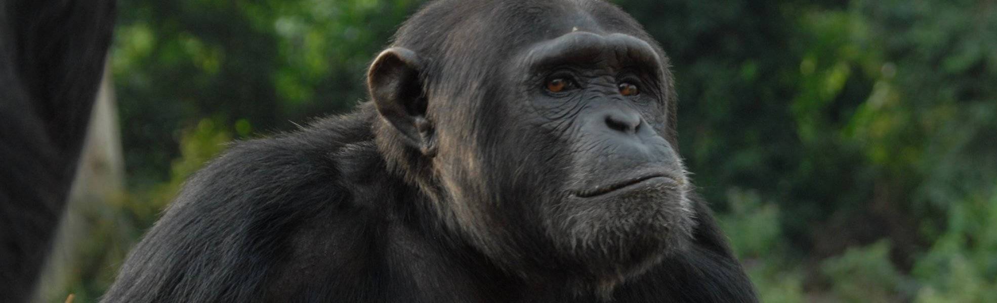 Volunteering with chimpanzees in Uganda