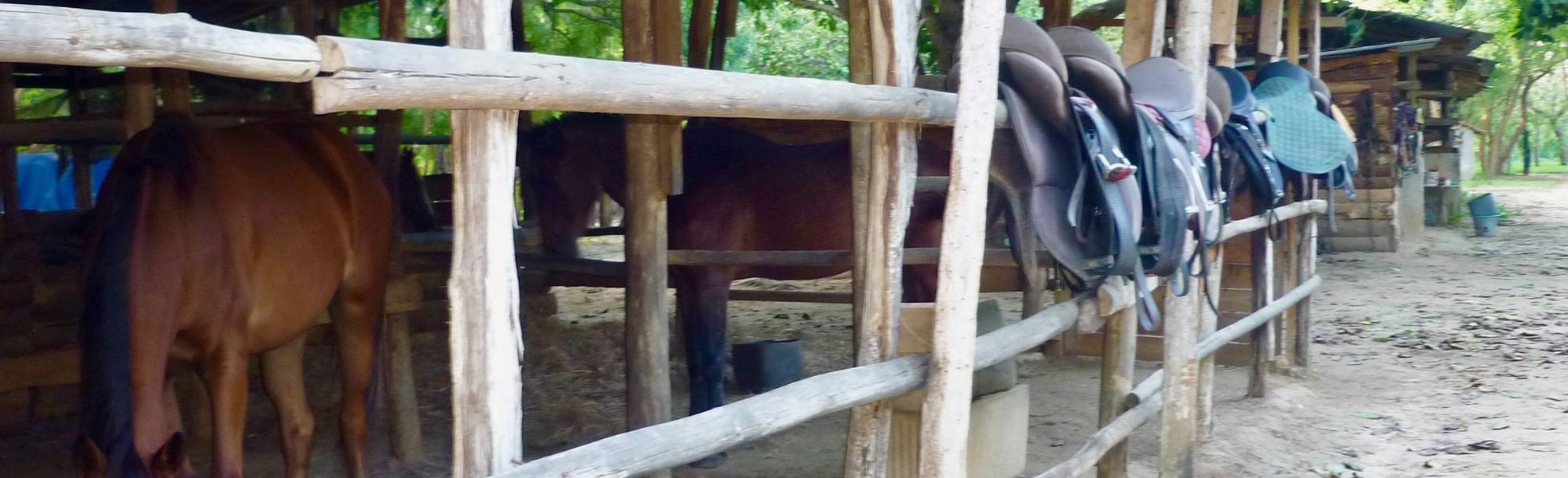 Volunteer work on the farm with horses in Iringa