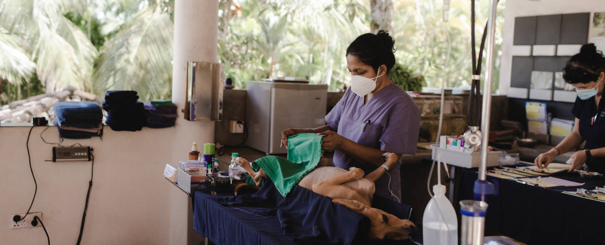 Freiwilligenarbeit im Strassenhunde Projekt auf Sri Lanka