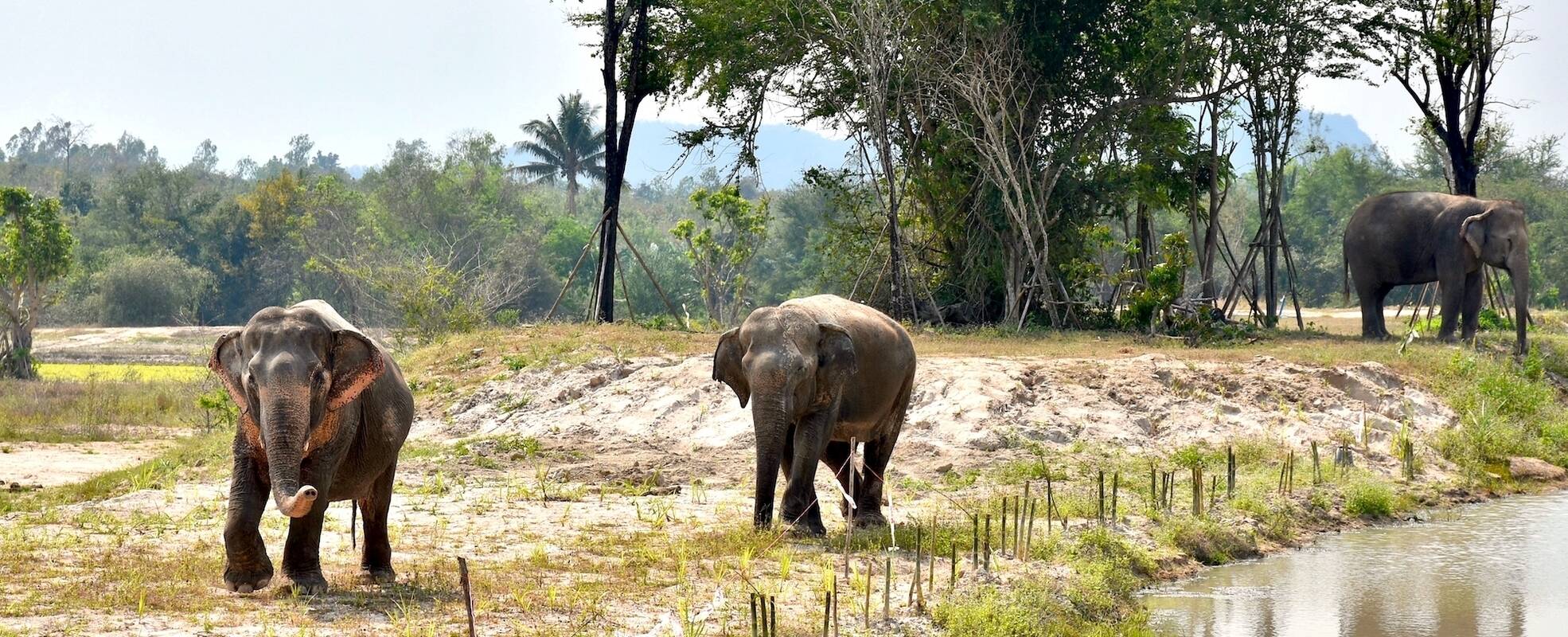 Freiwilligenarbeit mit Elefanten in Thailand - Schutz für Dickhäuter