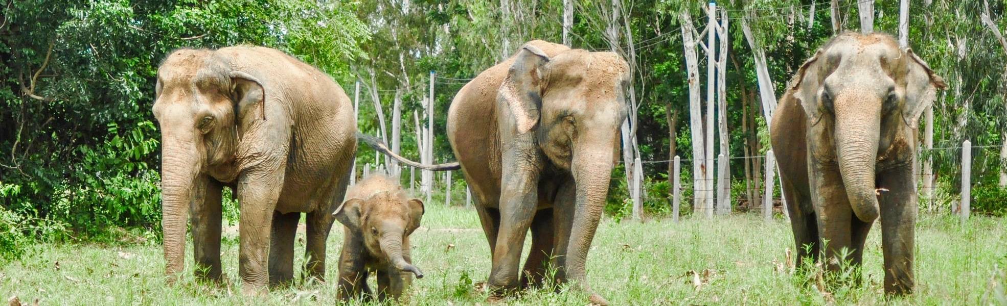 Volunteering with elephants in Thailand - protection for pachyderms