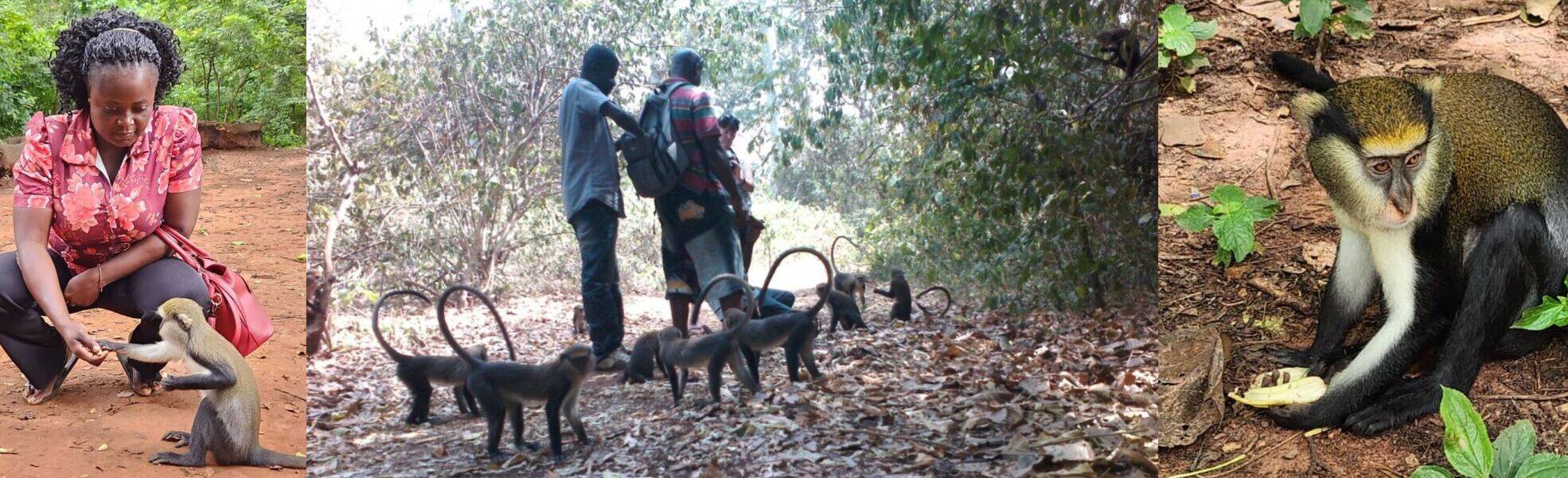 Freiwilligenarbeit im Wildtierreservat in Ghana