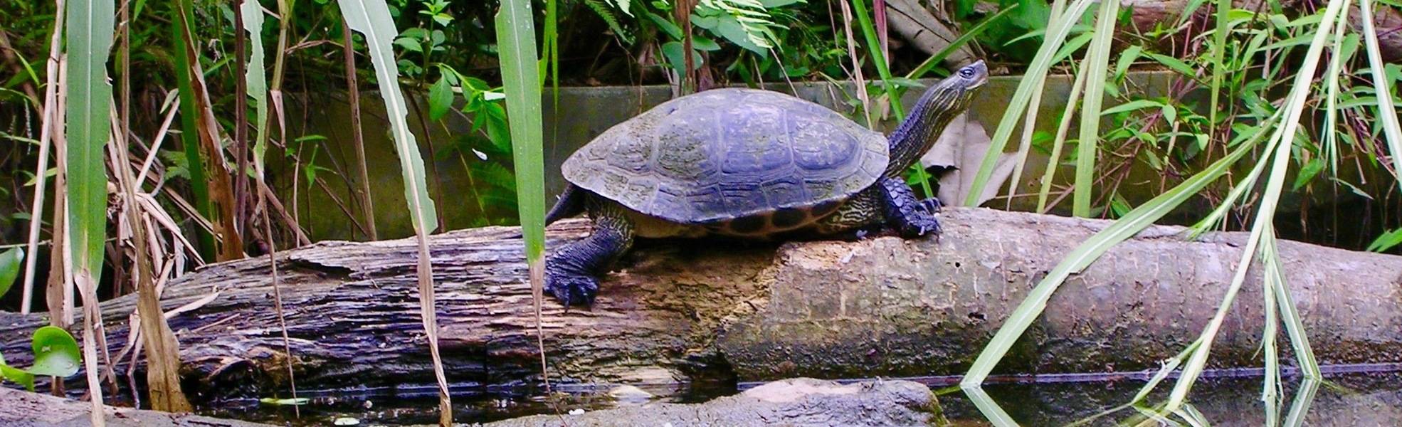 Volunteering with turtles in Vietnam
