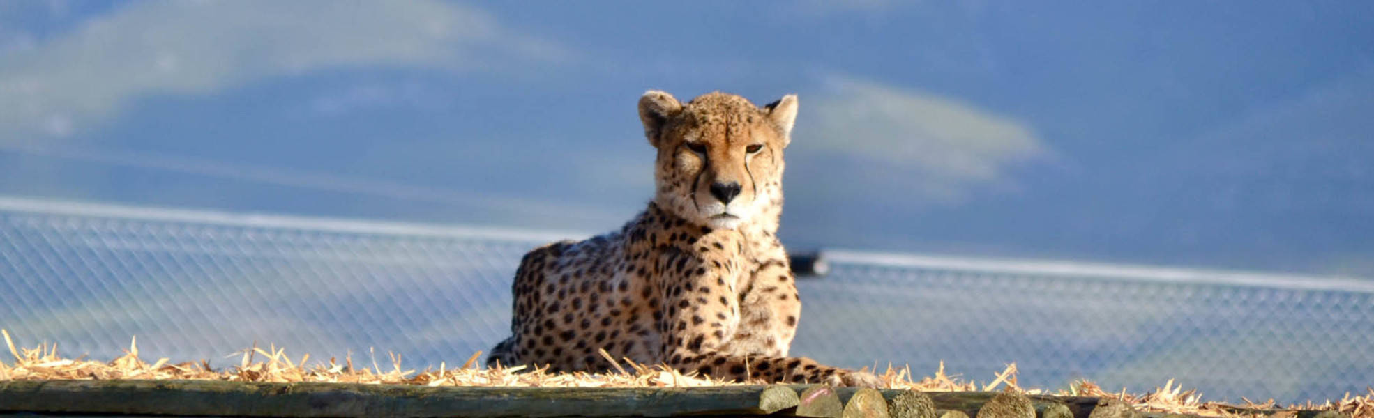 Freiwilligenarbeit mit Großkatzen in Südafrika