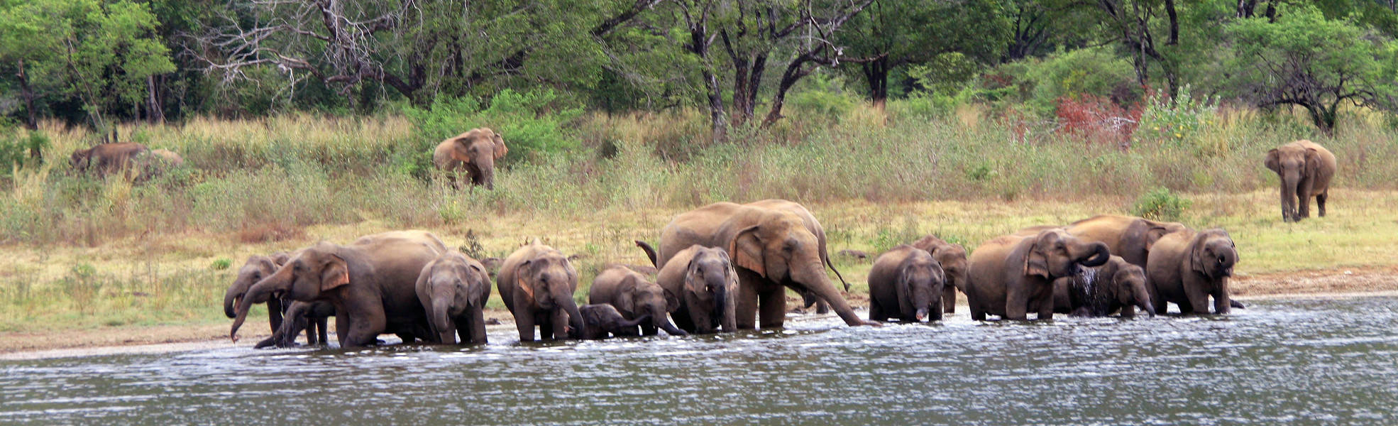 Elephants in the Wasgamuwa National Park in Sri Lanka