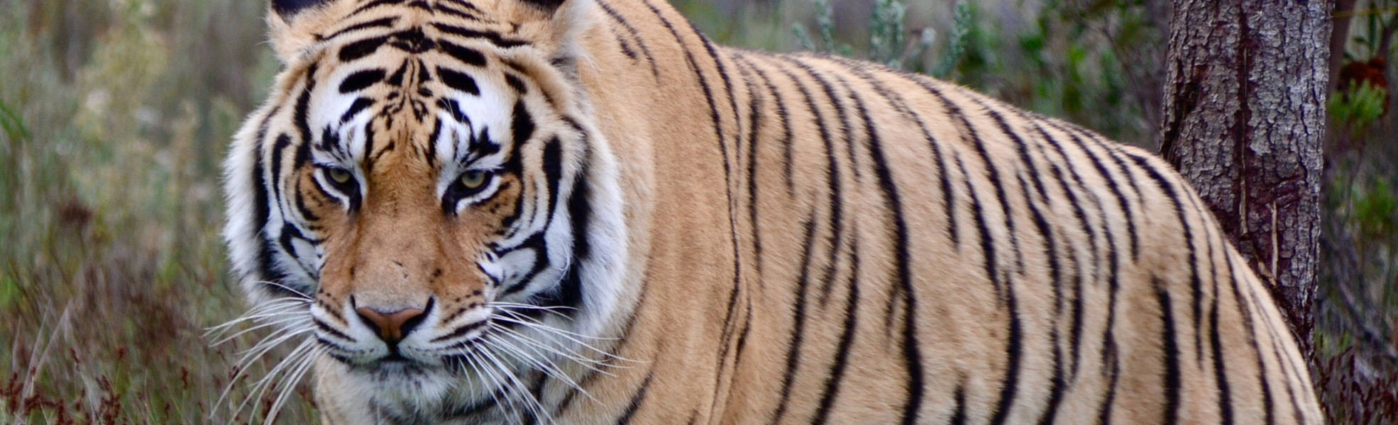 Protection for Bengal tigers in Nepal