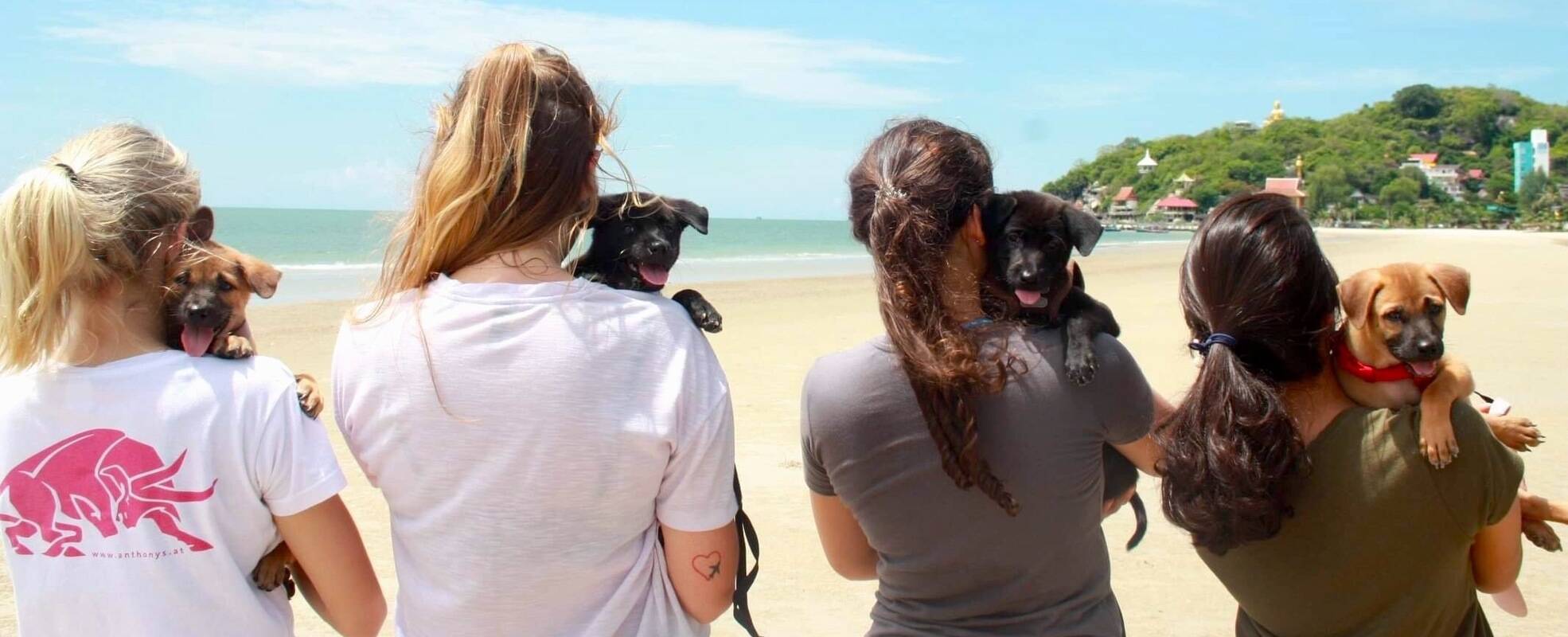 Freiwilligenarbeit mit Straßenhunden in Thailand